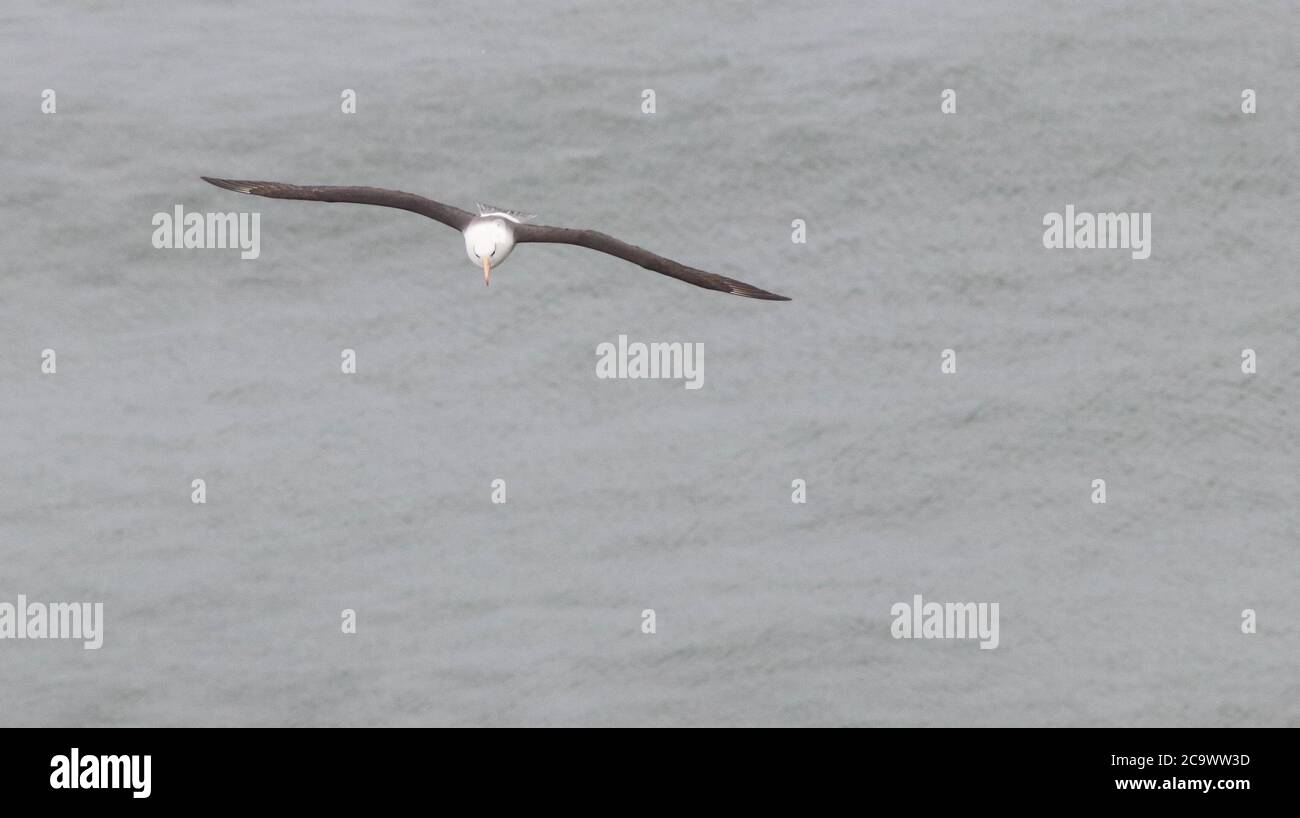 Albatross dal colore nero alle scogliere di Bempton, un uccello molto per la Gran Bretagna con molte centinaia di persone lì a testimoniare la sua comparsa dopo un'attesa mattutina Foto Stock