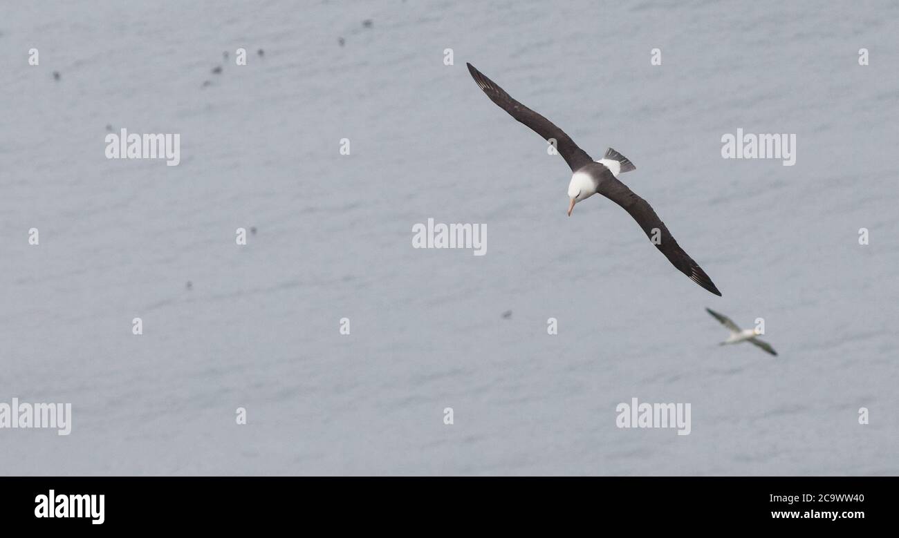 Albatross dal colore nero alle scogliere di Bempton, un uccello molto per la Gran Bretagna con molte centinaia di persone lì a testimoniare la sua comparsa dopo un'attesa mattutina Foto Stock