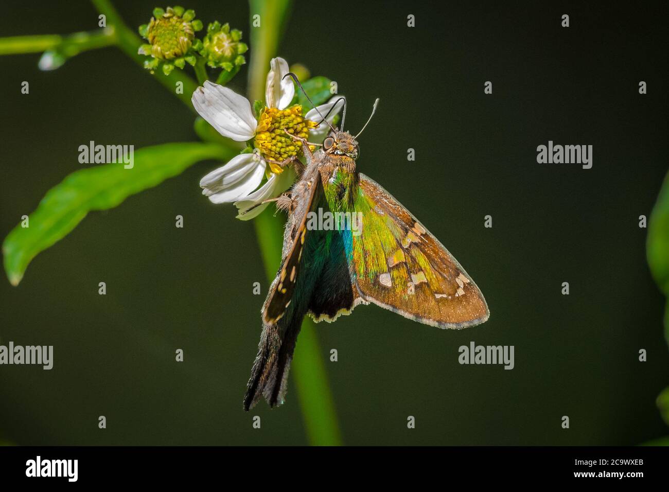 Skipper Butterfly a coda lunga che spara nettare da un fiore Foto Stock