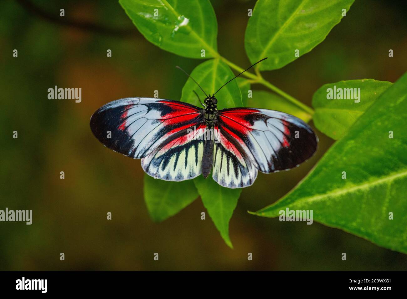 Piano Key Butterfly poggiato su una pianta Foto Stock