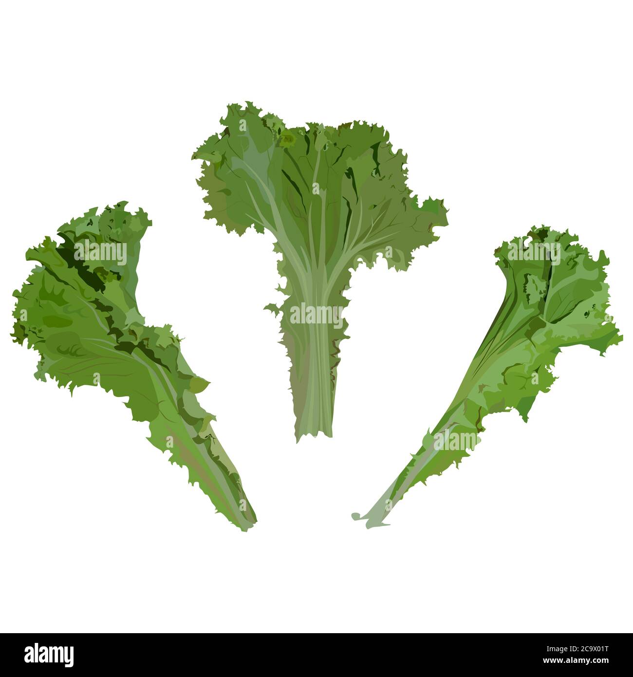 Foglie fresche di lattuga verde, illustrazione vettoriale. Verdure a foglia biologica, ingrediente per insalata. Illustrazione Vettoriale