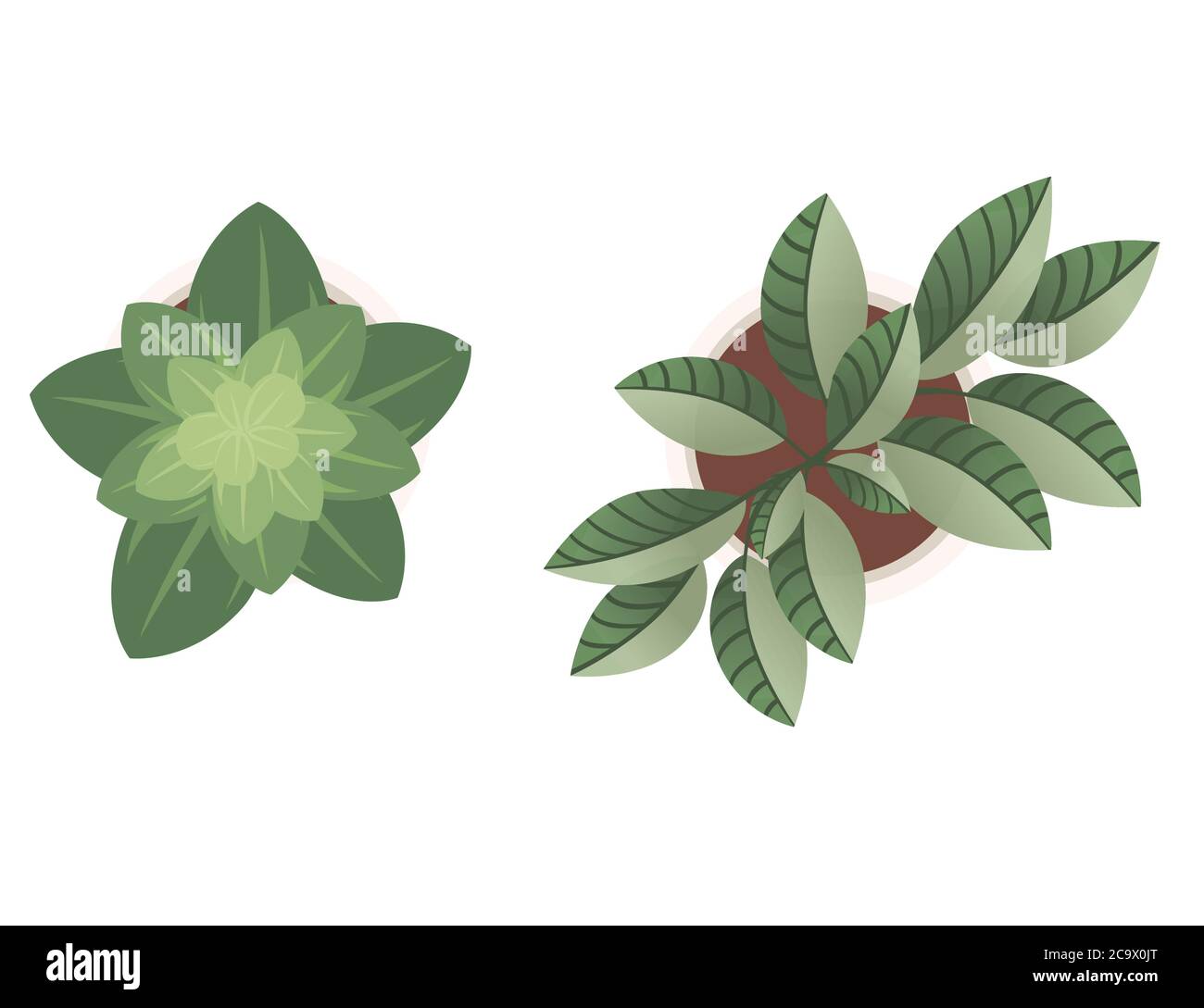 Due piante di vaso casa con foglie verdi vista dall'alto piatto illustrazione vettoriale isolata su sfondo bianco Illustrazione Vettoriale