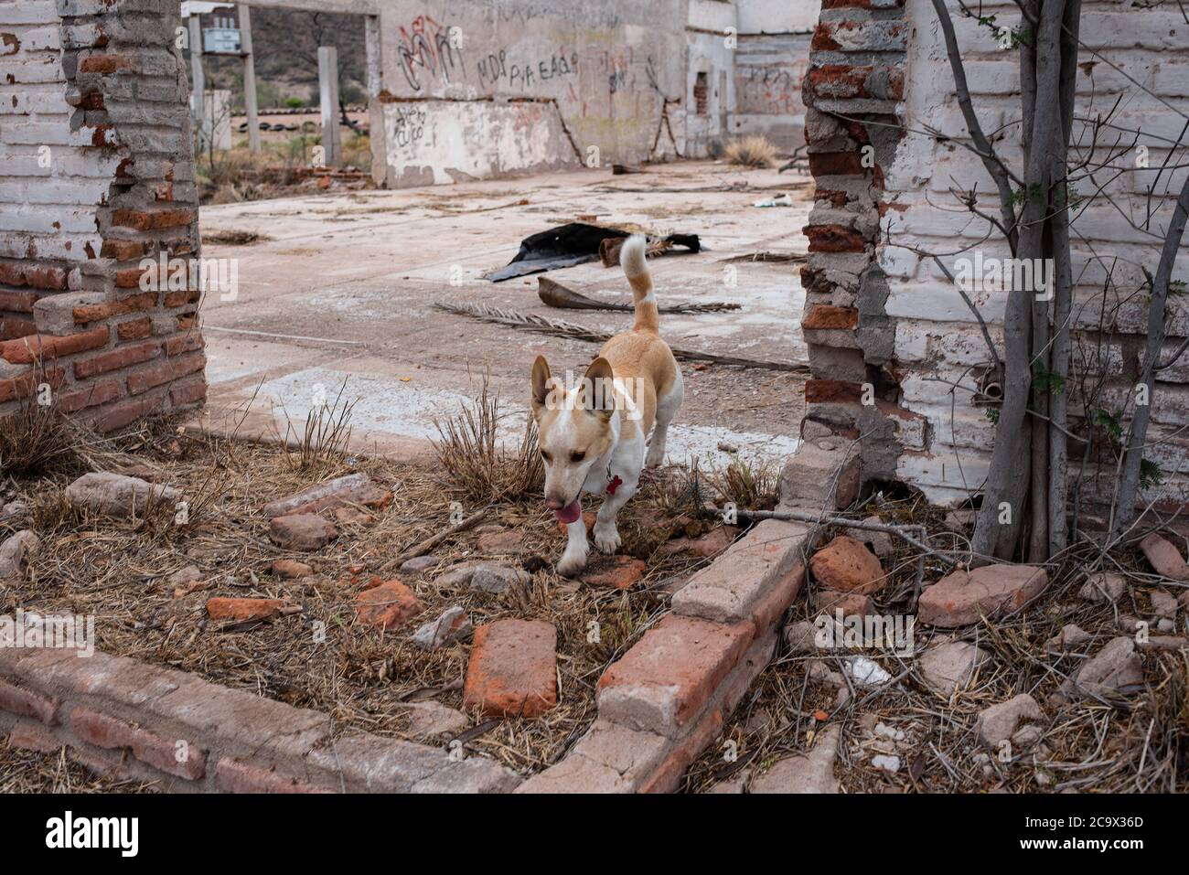 Un piccolo cane cammina attraverso le macerie di un edificio abbandonato in Messico. Foto Stock