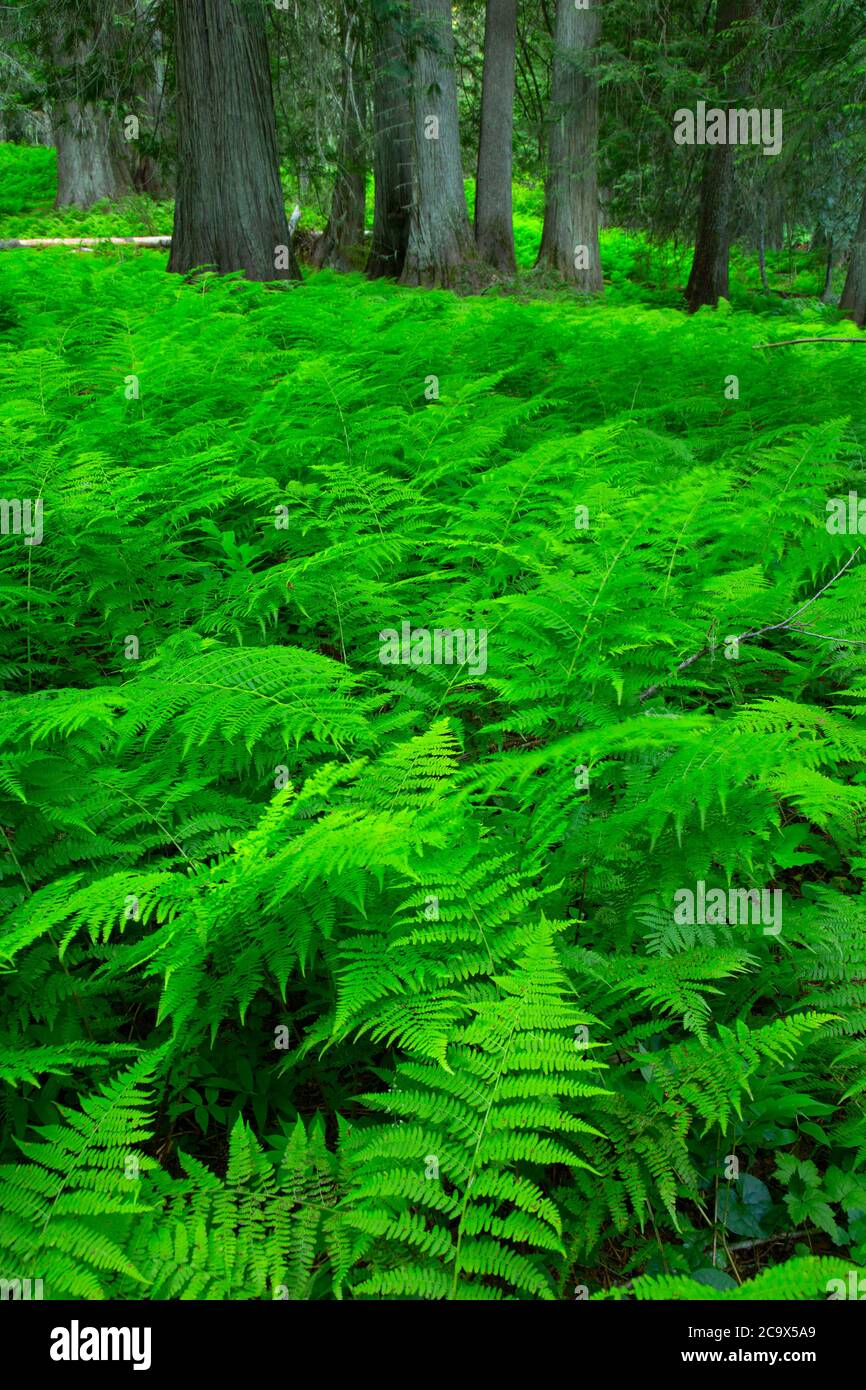 Ferns lungo Hobo Cedar Grove Trail, St. Joe National Forest, Idaho Foto Stock