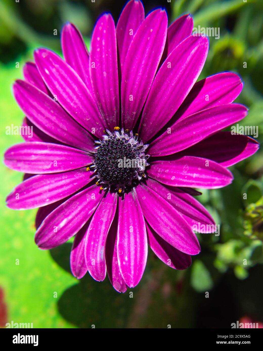 Mi sono trovato a scattare molte foto di fiori durante la quarantena... Foto Stock