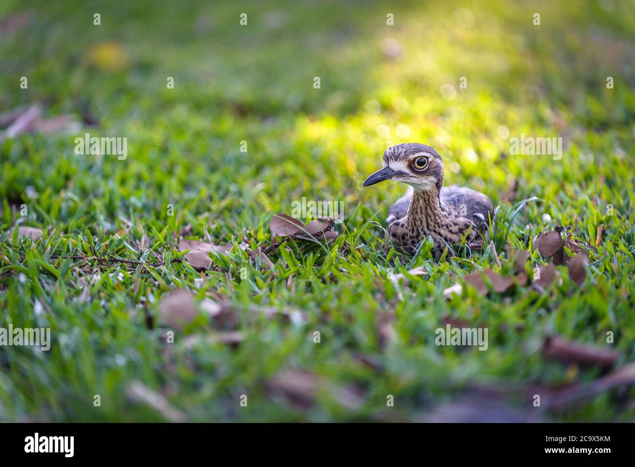 Una cespuglio adulta in pietra arcuata negli accovacciati luce sulla guardia che protegge il suo nido nascosto in un campo erboso a Townsville, Queensland, Australia. Foto Stock