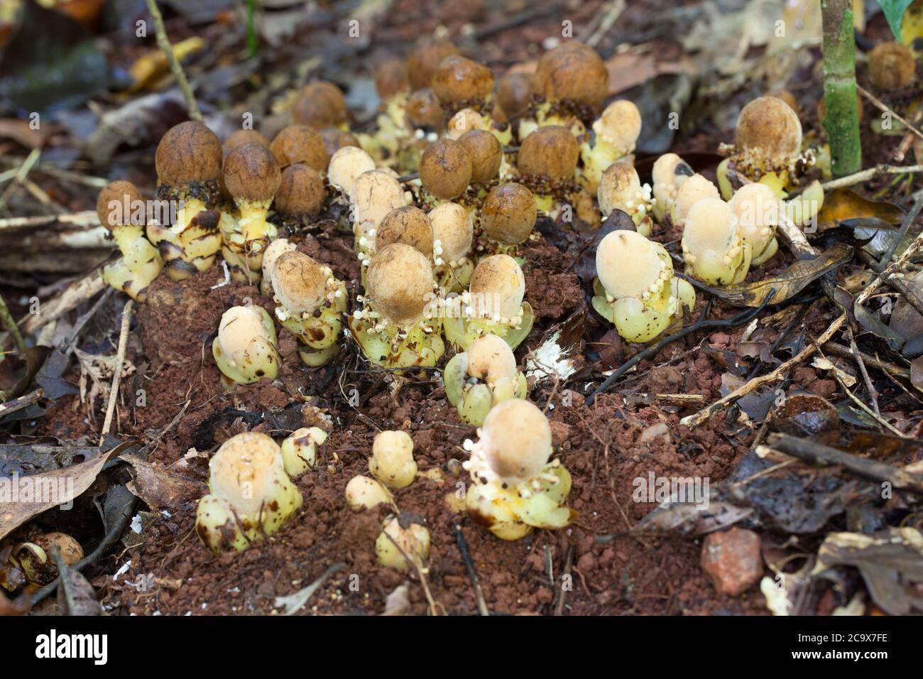 Fungus Root (Balanophora fungosa) - una pianta parassita che cresce sulle radici degli alberi. Fiori maschili e femminili presenti. Agosto 2020. Parco Nazionale di Daintree. Foto Stock