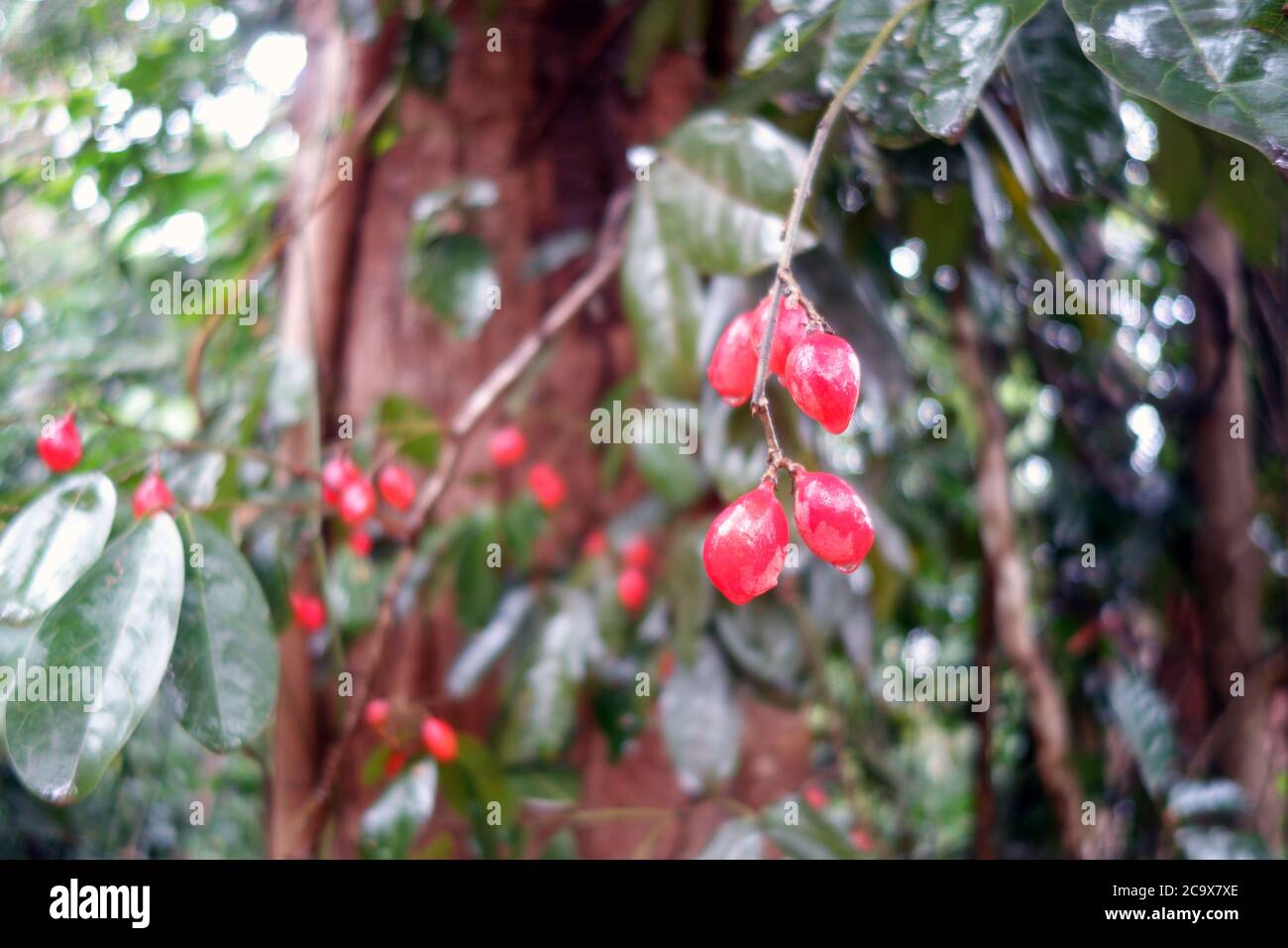 Vite a frutto rosso Connarus conchocarpus, Daintree Rainforest National Park, Queensland, Australia Foto Stock