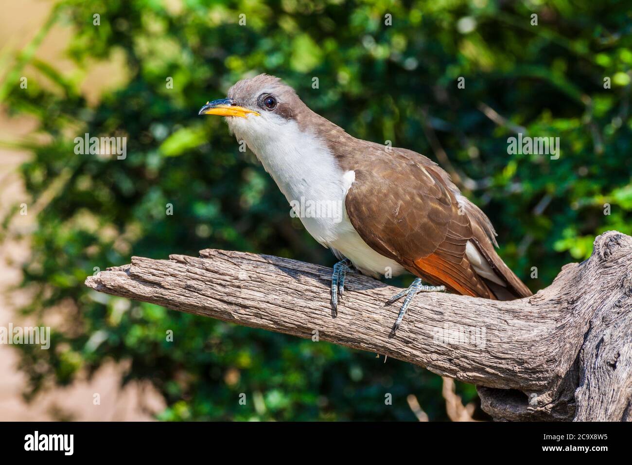 Cuculo giallo-fatturato, Coccyzus americanus, a volte chiamato 'corvo pioggia' - si riferiscono a una percezione che l'uccello ha l'abitudine di chiamare nei giorni caldi. Foto Stock Cuculo giallo-fatturato, Coccyzus americanus, a volte chiamato 'corvo pioggia' - si riferiscono a una percezione che l'uccello ha l'abitudine di chiamare nei giorni caldi. Foto Stock