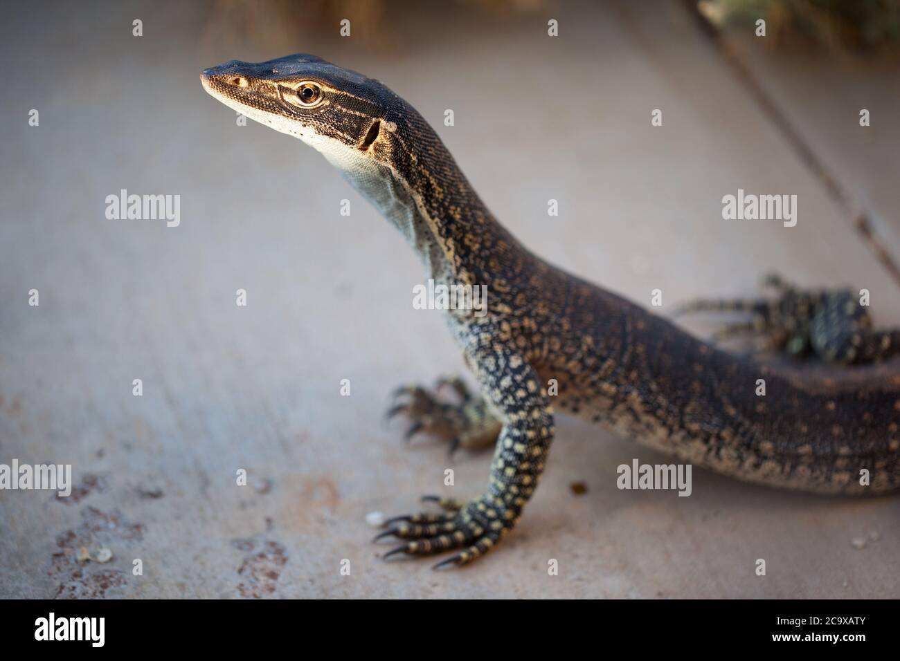 Monitor di Gould (Varanus Gouldii ) in luce tardo pomeriggio. Febbraio 2012. Santuario di Entwood. Sandleton. Murraylands. Australia del Sud. Australia. Foto Stock