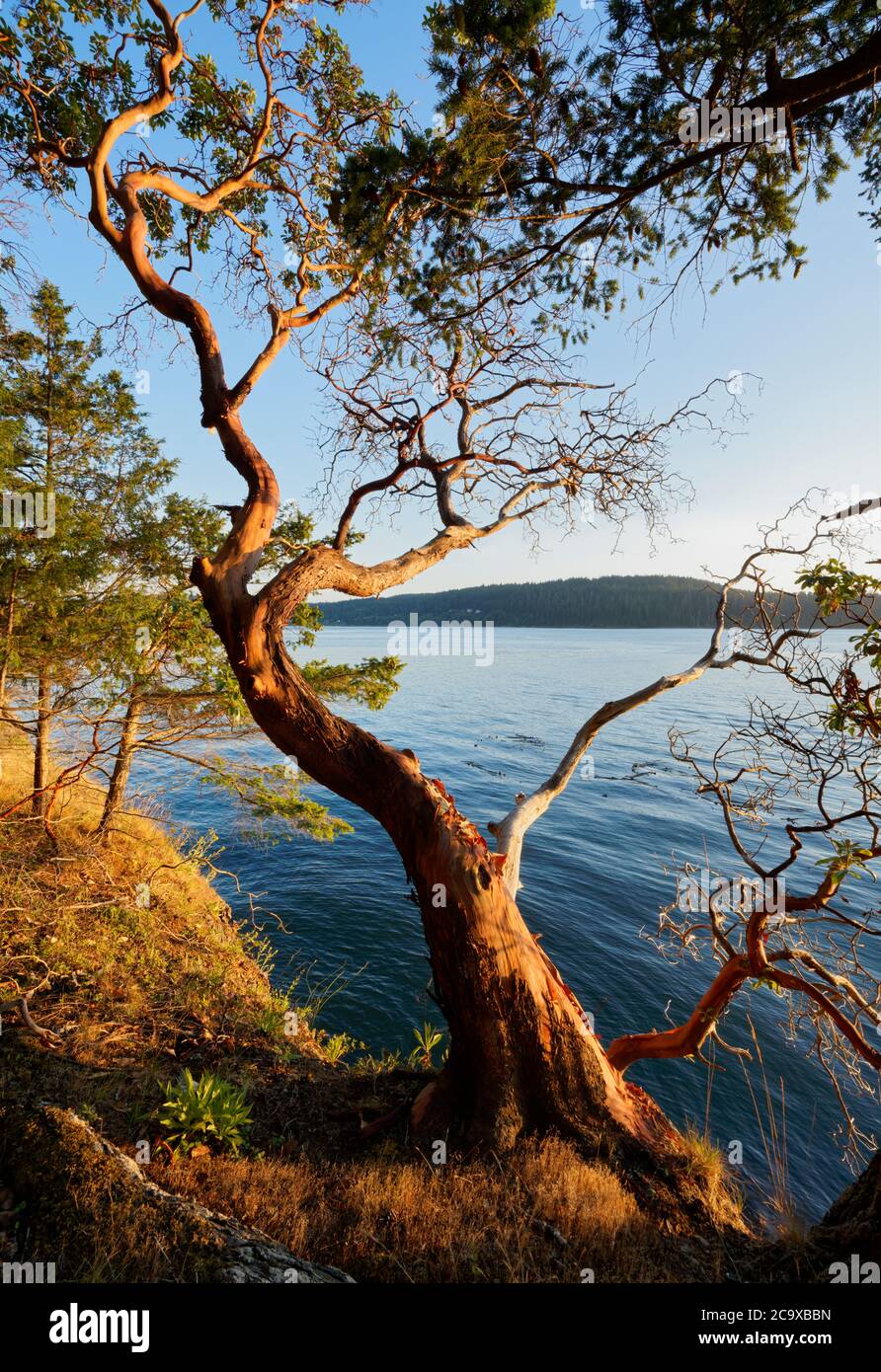 Padrone pacifico (Arbutus menziesii) che domina Skagit Bay, Skagit Island Marine state Park, Skagit County, Washington state, Stati Uniti Foto Stock