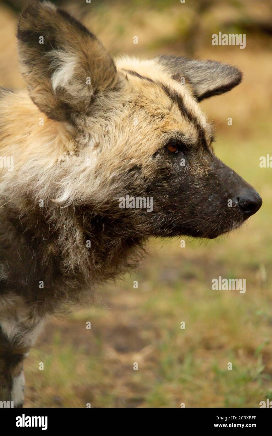 Primo piano di cani selvatici o Lycans nel Parco Nazionale Kruger in Sud Africa Foto Stock