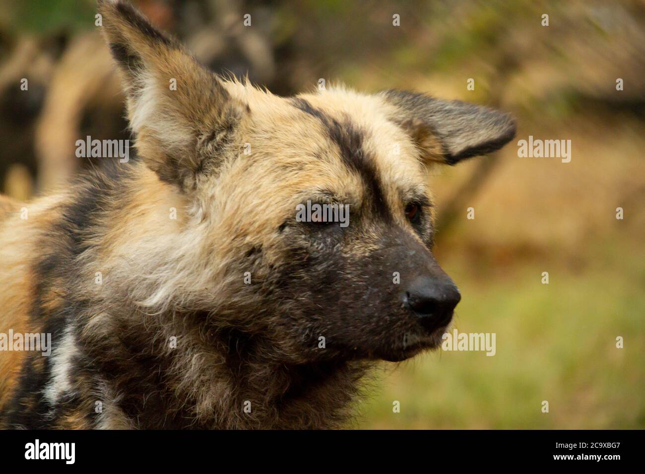 Primo piano di cani selvatici o Lycans nel Parco Nazionale Kruger in Sud Africa Foto Stock