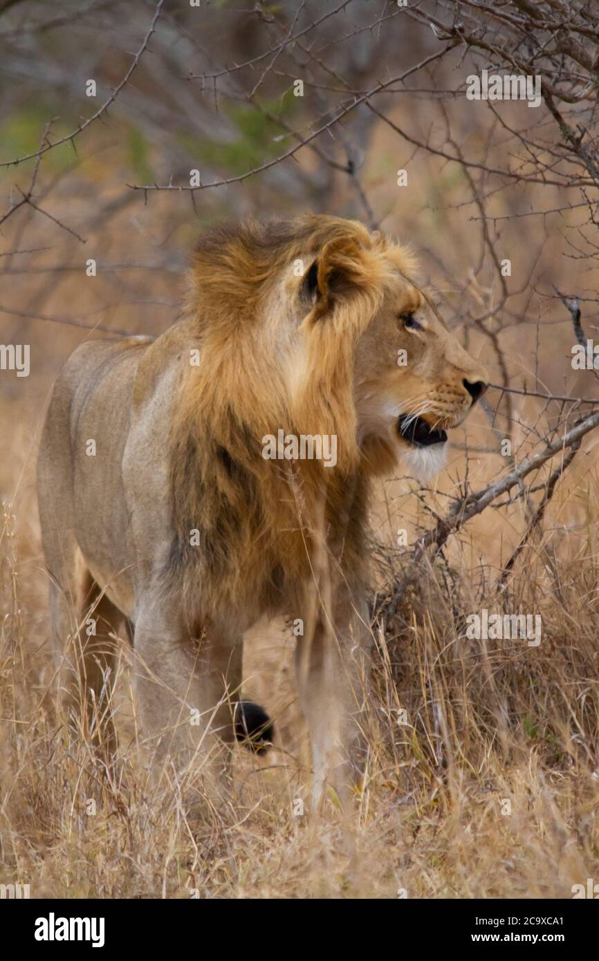 Leone giovane con manna poco sviluppata che cammina attraverso la savana africana. Foto Stock