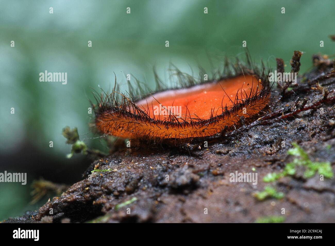 Fungo della tazza di ciglia (Scutellinia so.) Foto Stock