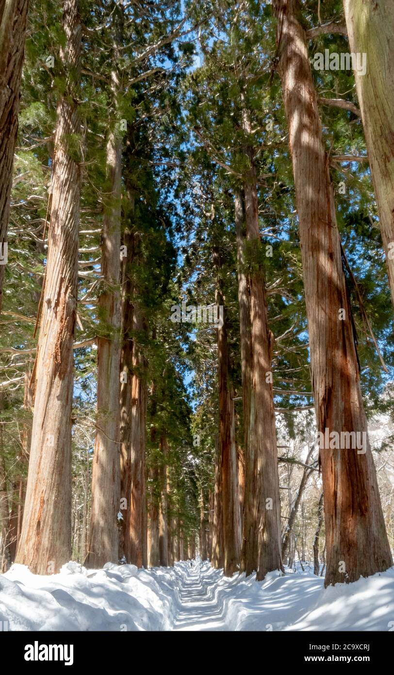 Gli alberi di cedro giapponesi, che si dice siano più di 400 anni, costeggiano il percorso per il Santuario superiore di Togakushi. Prefettura di Nagano, Giappone Foto Stock