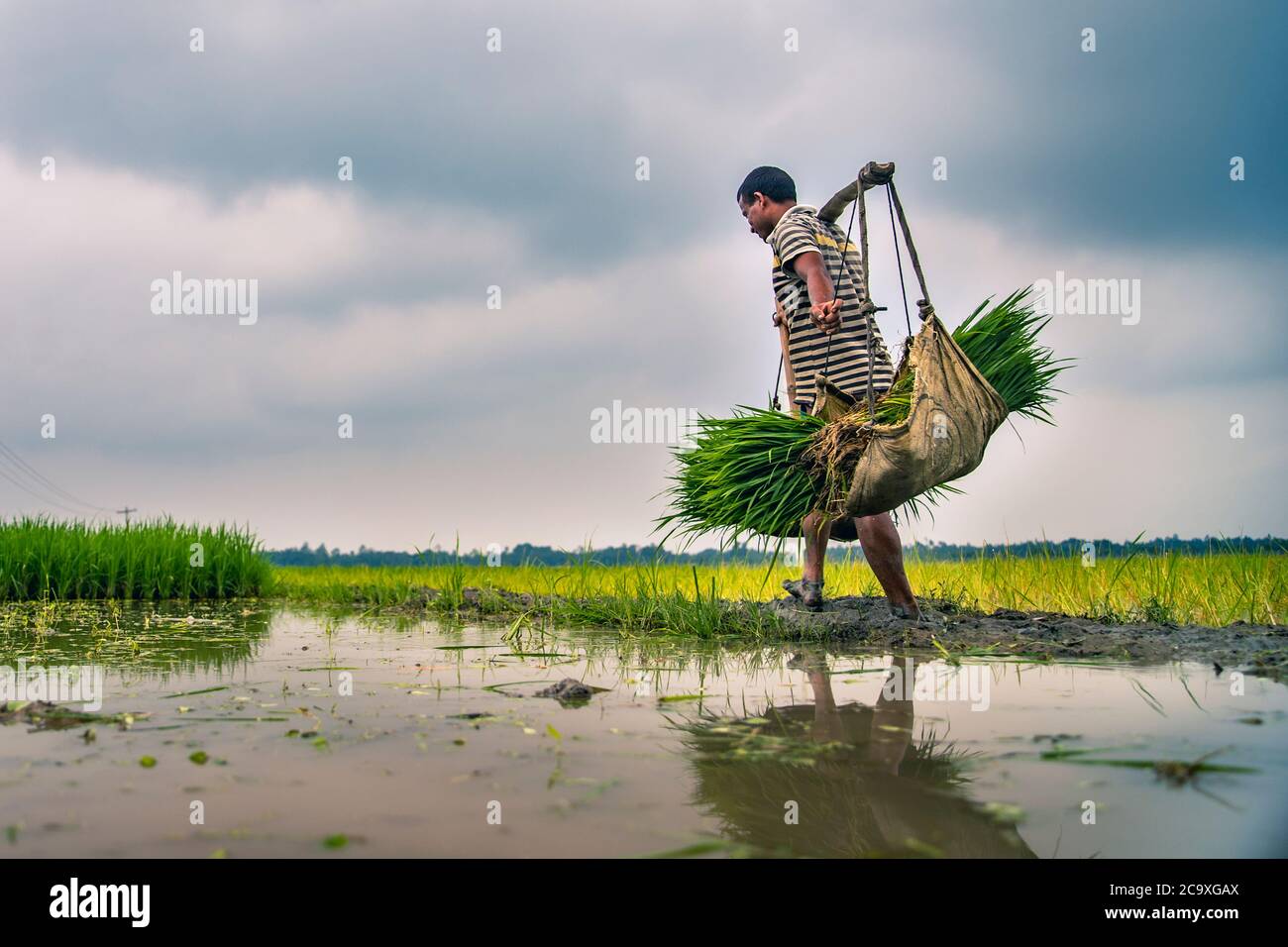 Trapianto di riso Foto Stock