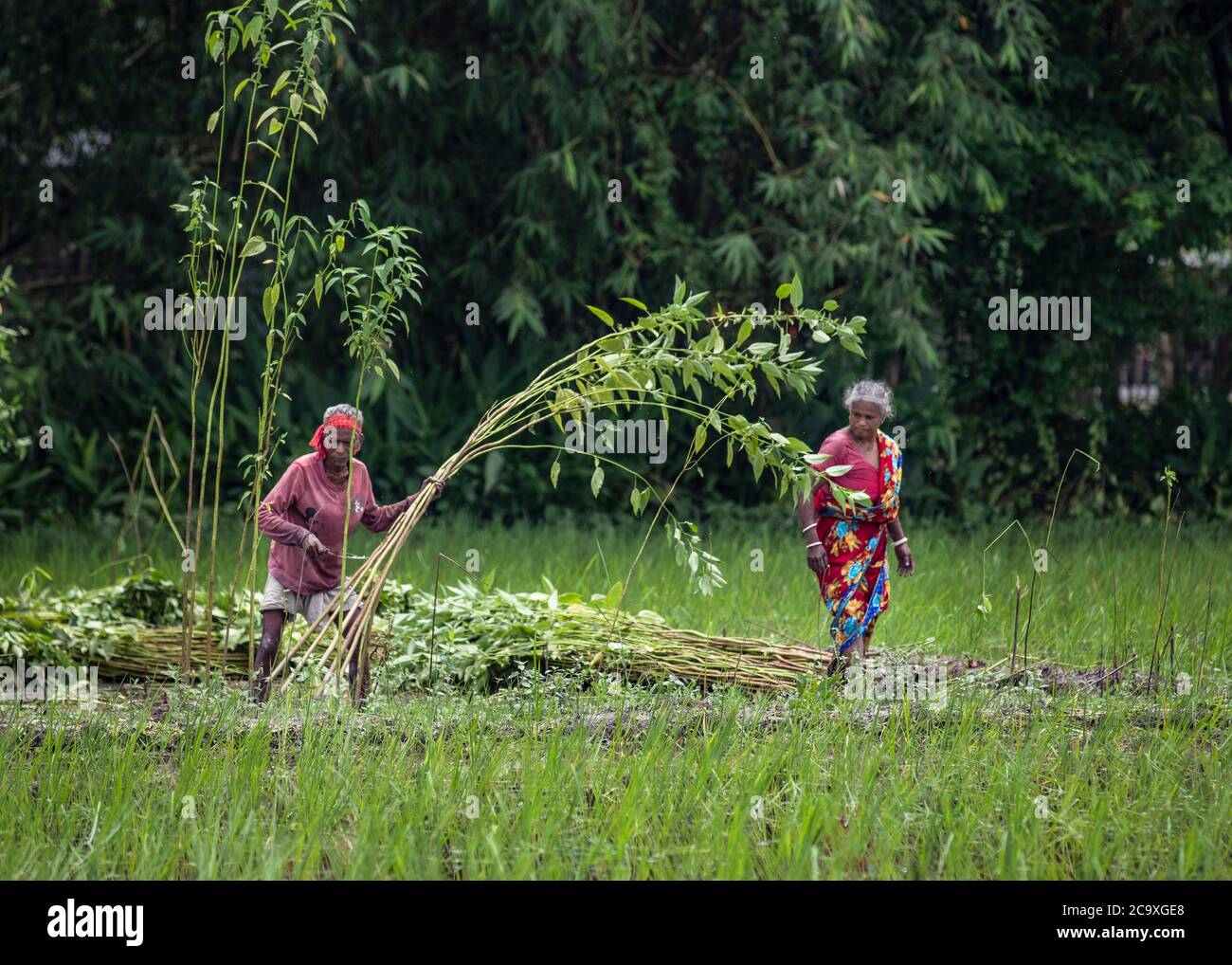 Produzione di iuta in Bangladesh Foto Stock