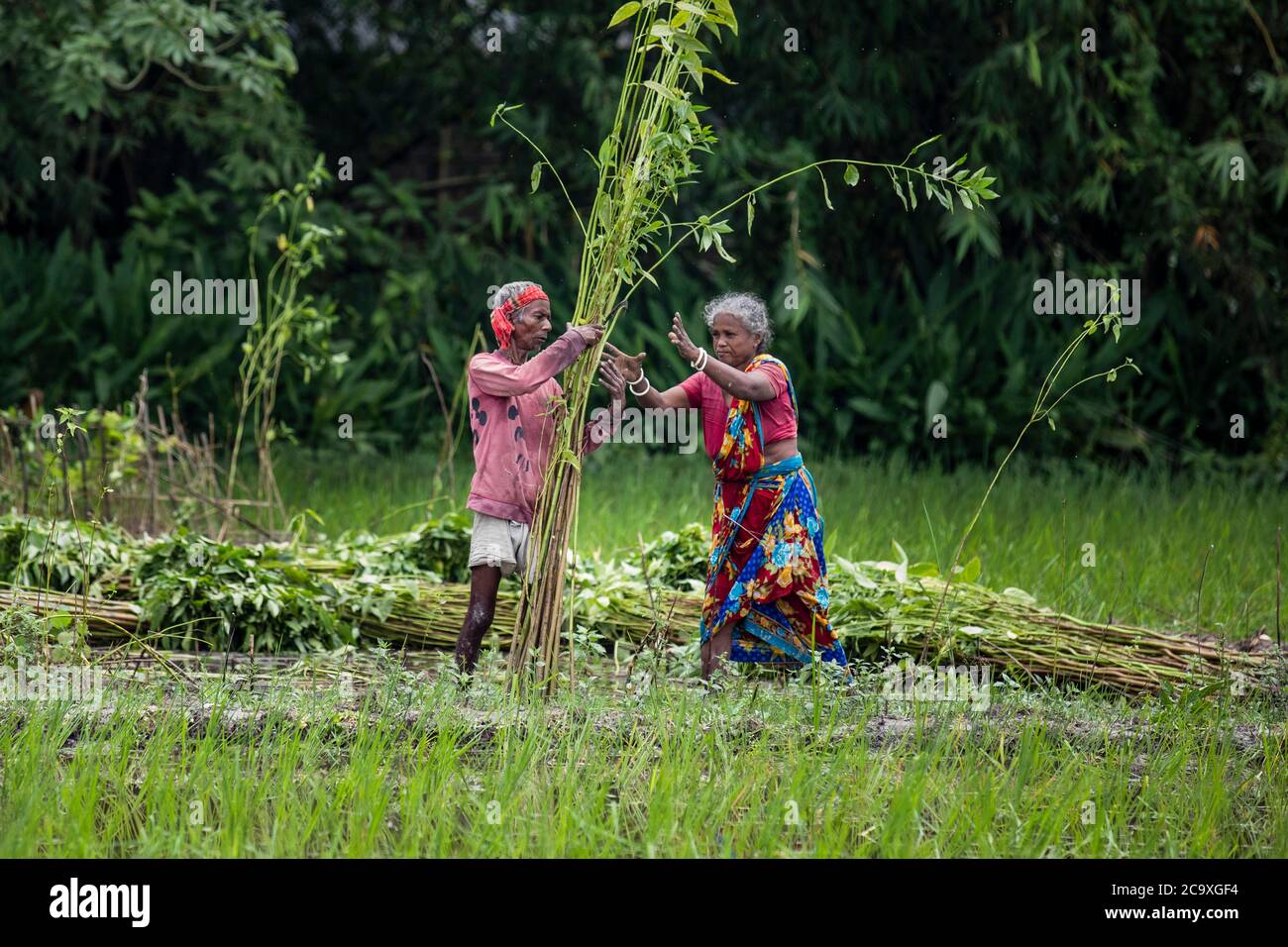 Produzione di iuta in Bangladesh Foto Stock