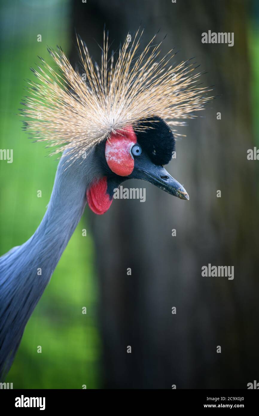 Chiudere la bellissima gru coronata con l'occhio blu e il battito rosso Foto Stock