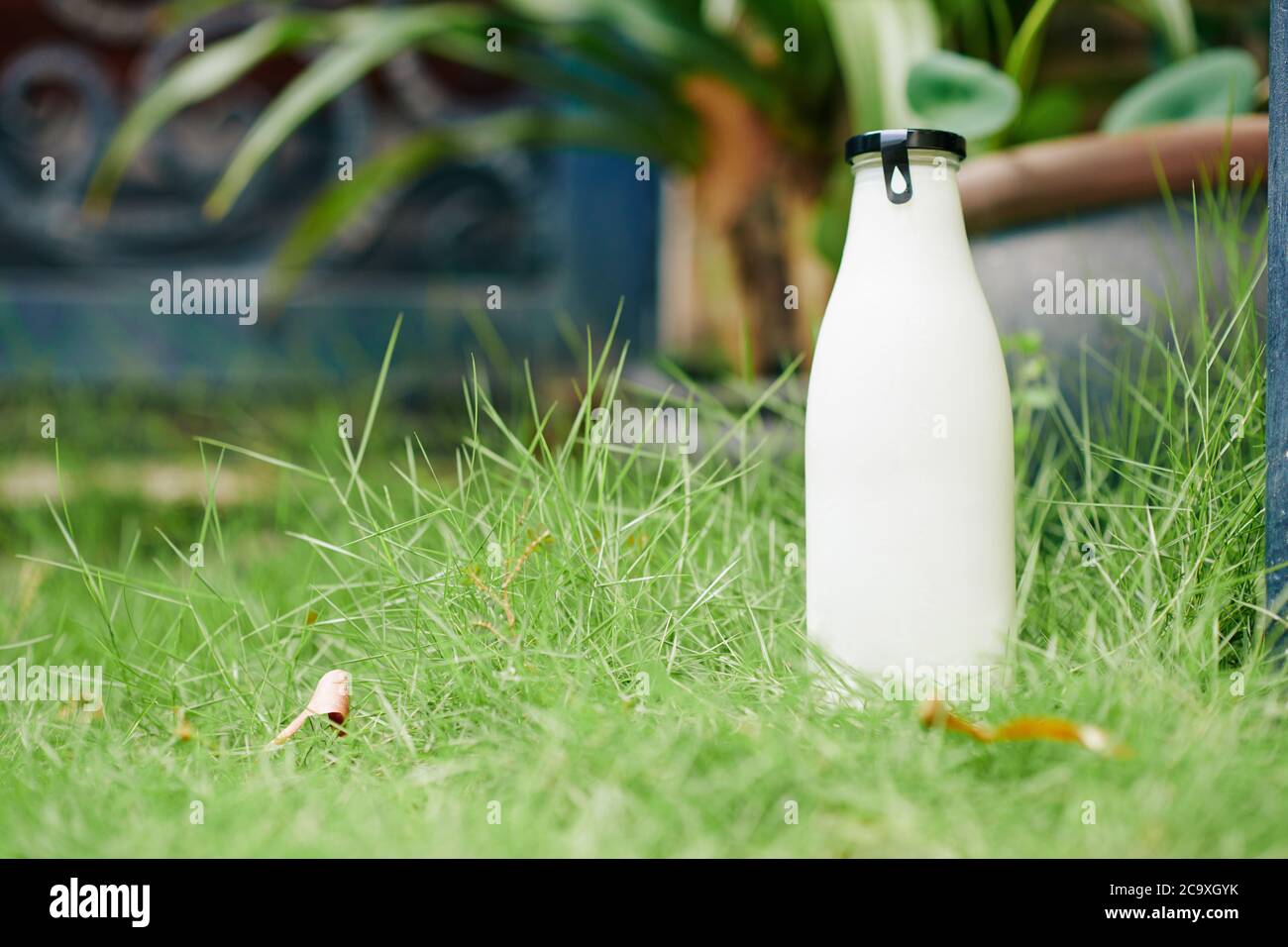 Consegna bottiglia completa in vetro di latte fresco o yogurt su prato verde di fronte alla casa del cliente Foto Stock