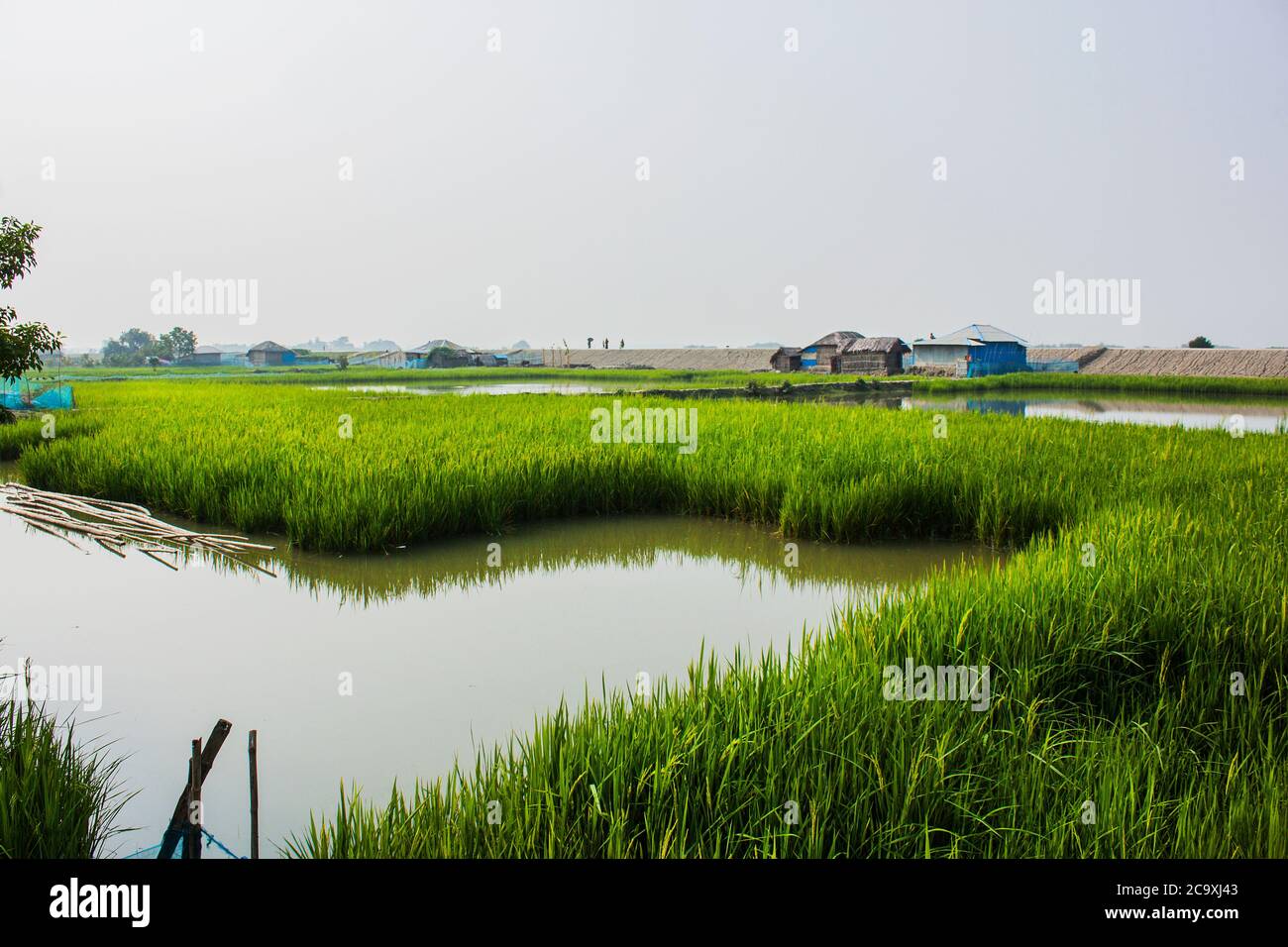 Un verde campo di risone in Khulna, Bangladesh. Foto Stock