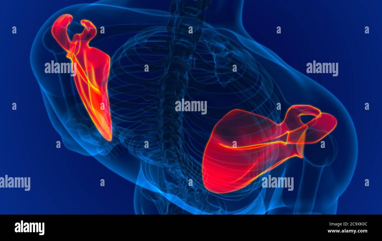 Anatomia scheletrica umana Scapula Bone 3D rendering for Medical Concept Foto Stock