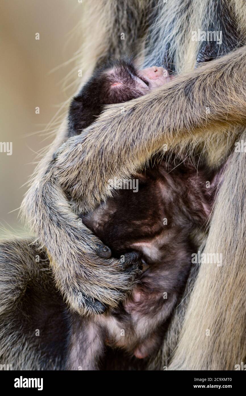 Hanuman Langur - Semnopithecus entellus, bellissimo primate nero di fronte dal subcontinente indiano, Sri Lanka. Foto Stock