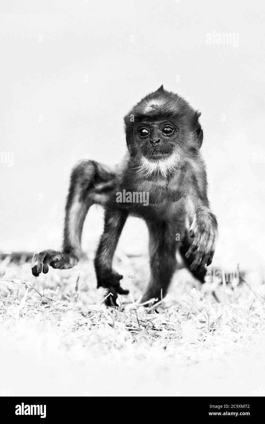 Hanuman Langur - Semnopithecus entellus, bellissimo primate nero di fronte dal subcontinente indiano, Sri Lanka. Foto Stock