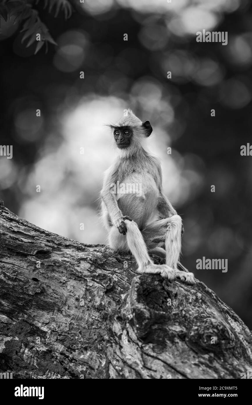 Hanuman Langur - Semnopithecus entellus, bellissimo primate nero di fronte dal subcontinente indiano, Sri Lanka. Foto Stock