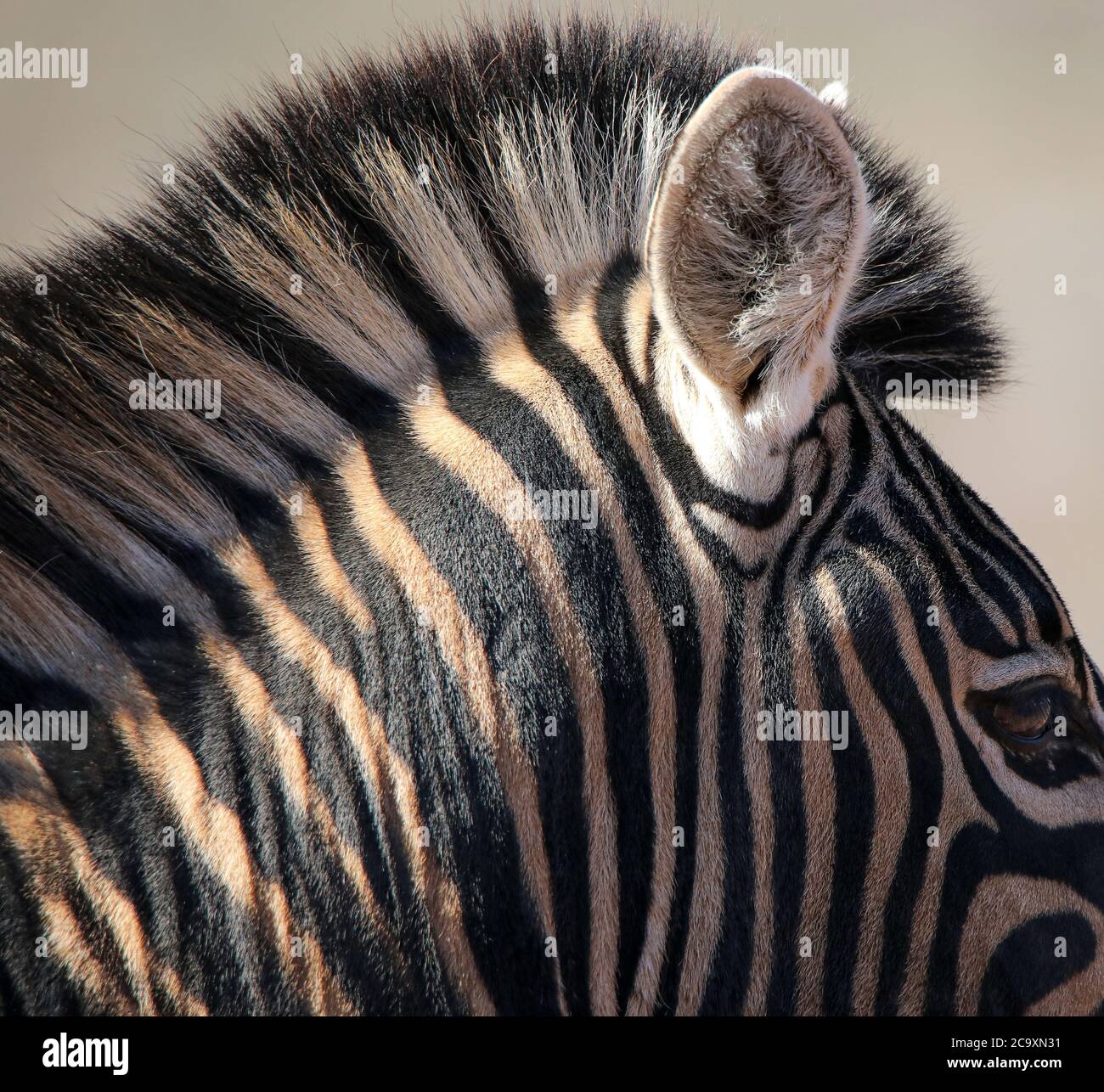 Profilo laterale Zebra di Burchell (Equus quagga) Foto Stock