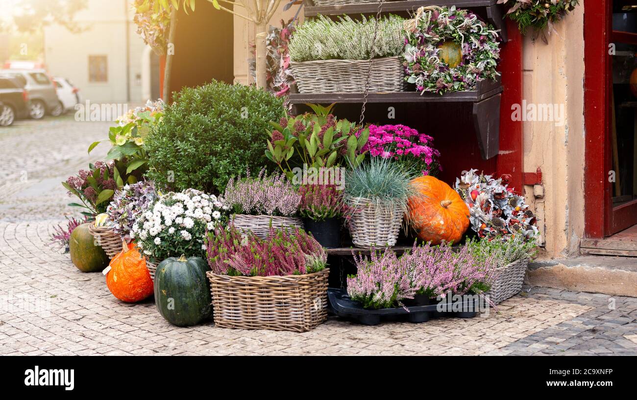 Autunno decorazione con zucche e fiori in un negozio di fiori in una strada in una città europea Foto Stock