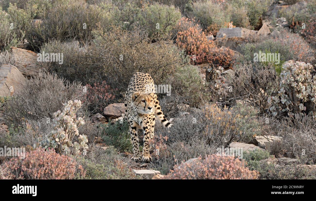 Ghepardo (Achinonyx jubatus) che allunga Foto Stock