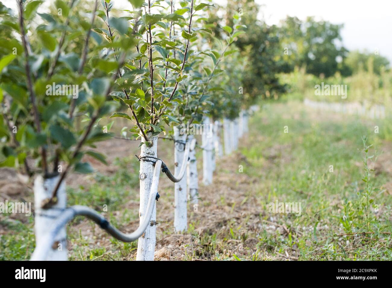 Frutteto di mele con alberi innestati protetti con la miscela bordeaux. Foto Stock
