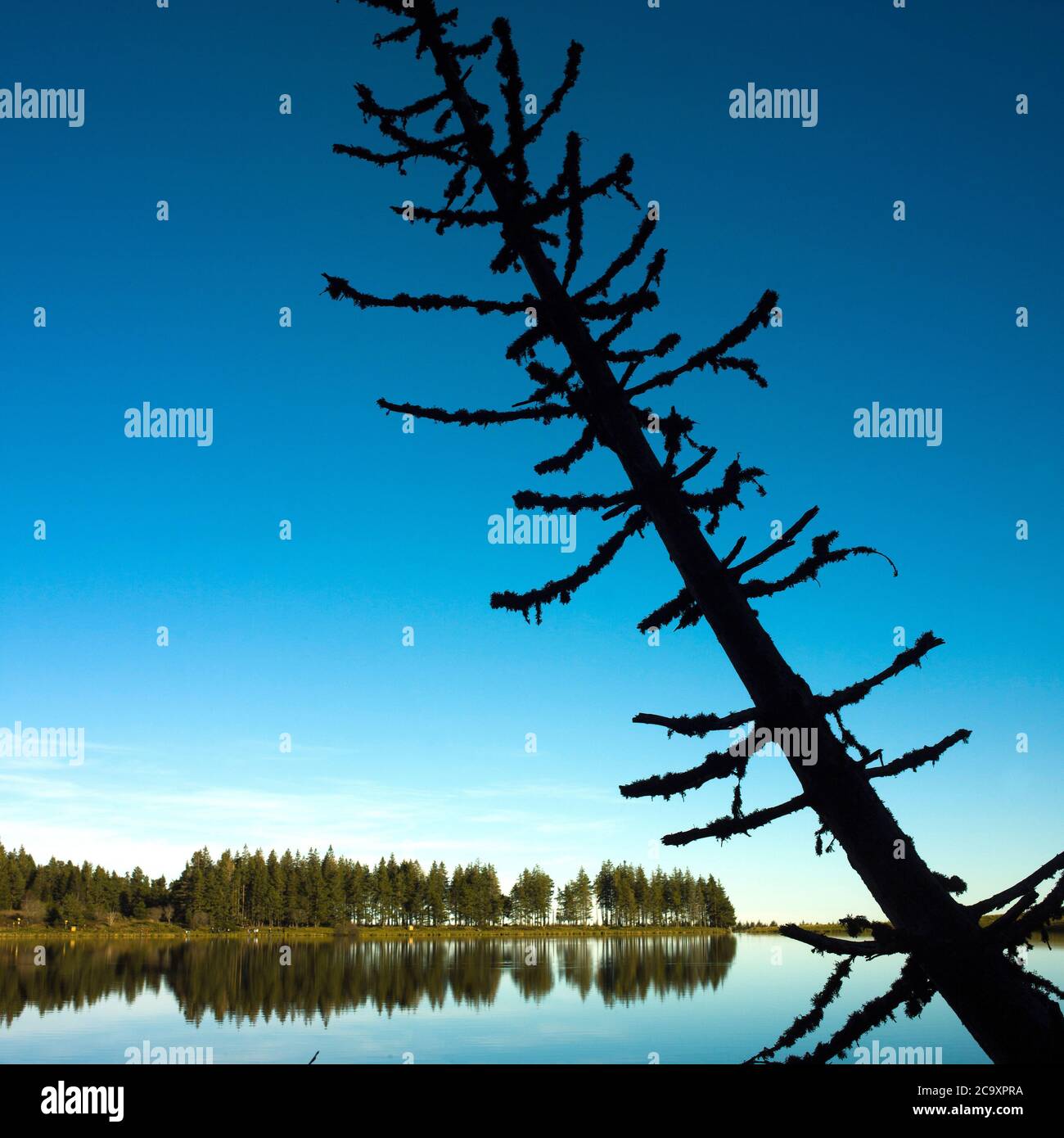 Silhouette di un albero nel lago Servieres, lago vulcanico, Parco Naturale Regionale dei Vulcani d'Alvernia, dipartimento Puy de Dome, Auvergne Rodano Alpi, Francia Foto Stock