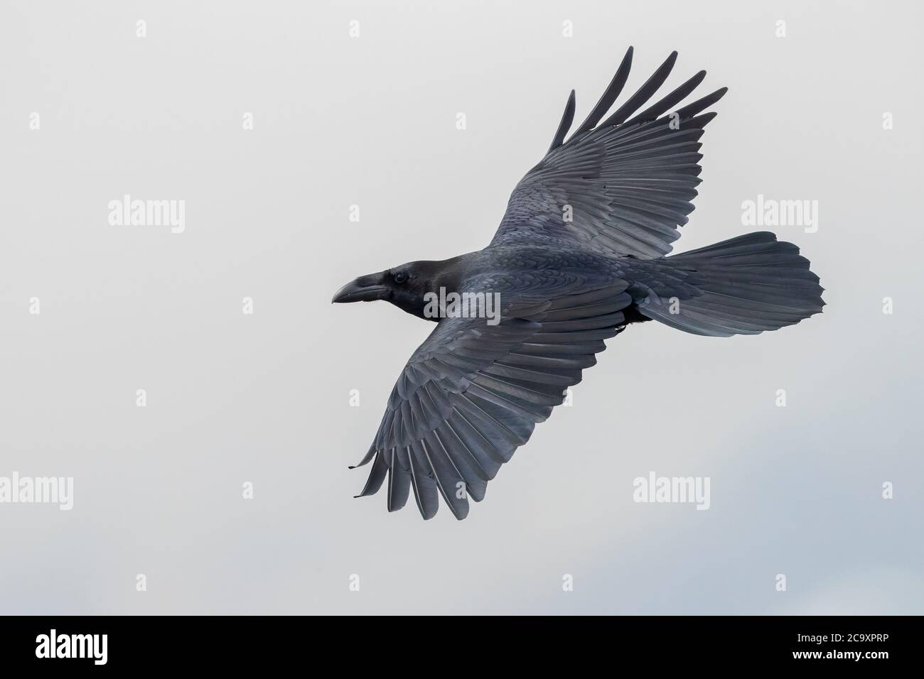 Raven settentrionale (Corvus corax hispanus), adulto in volo visto dall'alto, Trentino-Alto Adige, Italia Foto Stock