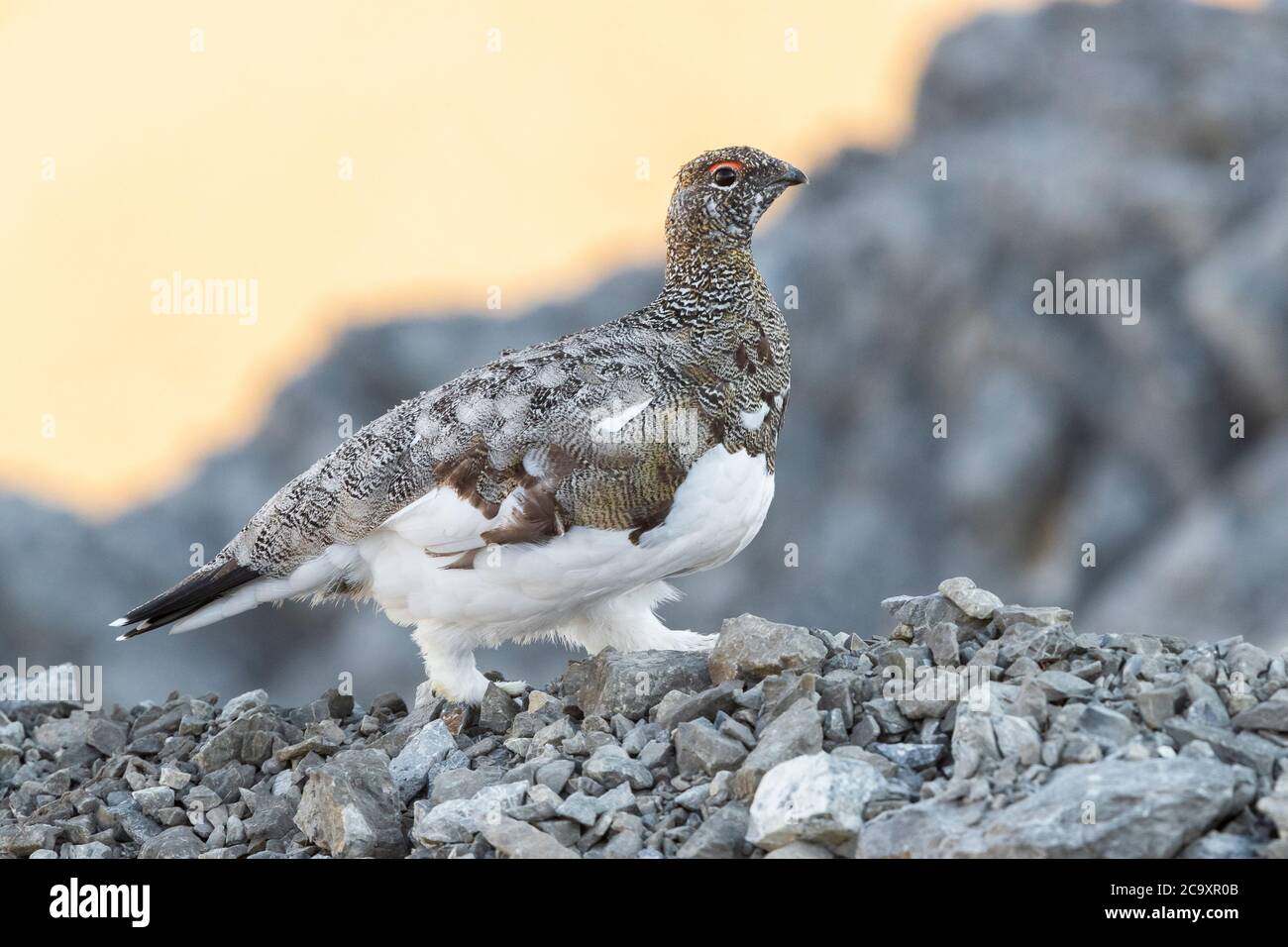 Roccia Ptarmigan (Lagopus muta), adulta nel suo habitat tipico, Trentino-Alto Adige, Italia Foto Stock