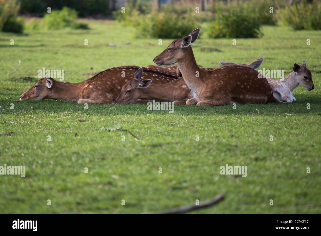 Deers di fiaba (Dama dama) riposando all'ombra di un albero su un caldo giorno d'estate Foto Stock