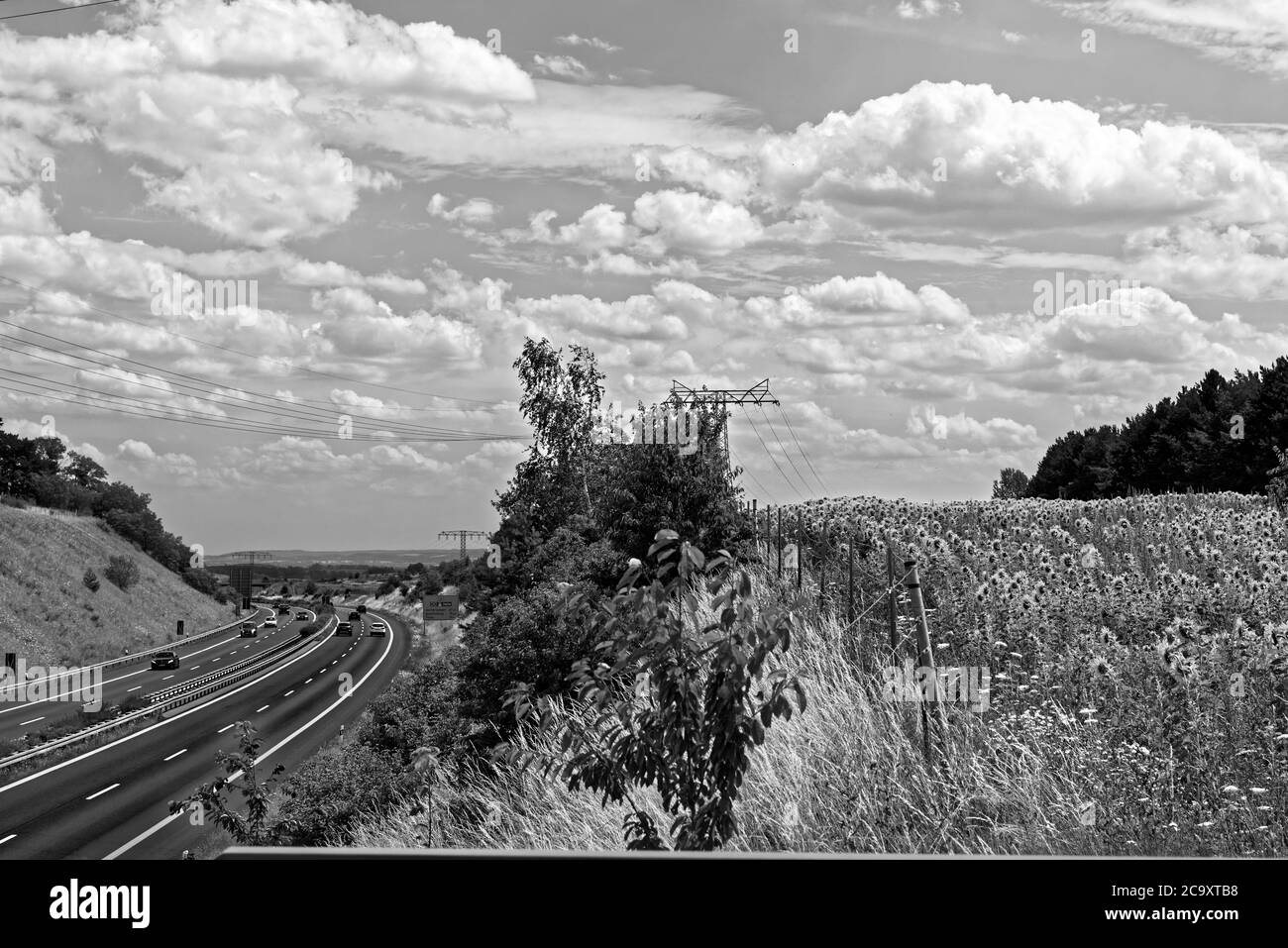 Girasoli su un campo Foto Stock