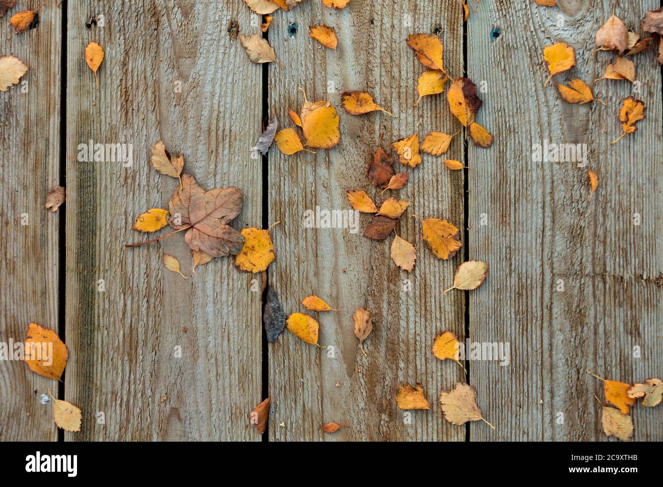 Fogliame autunnale su pavimento in legno Foto Stock