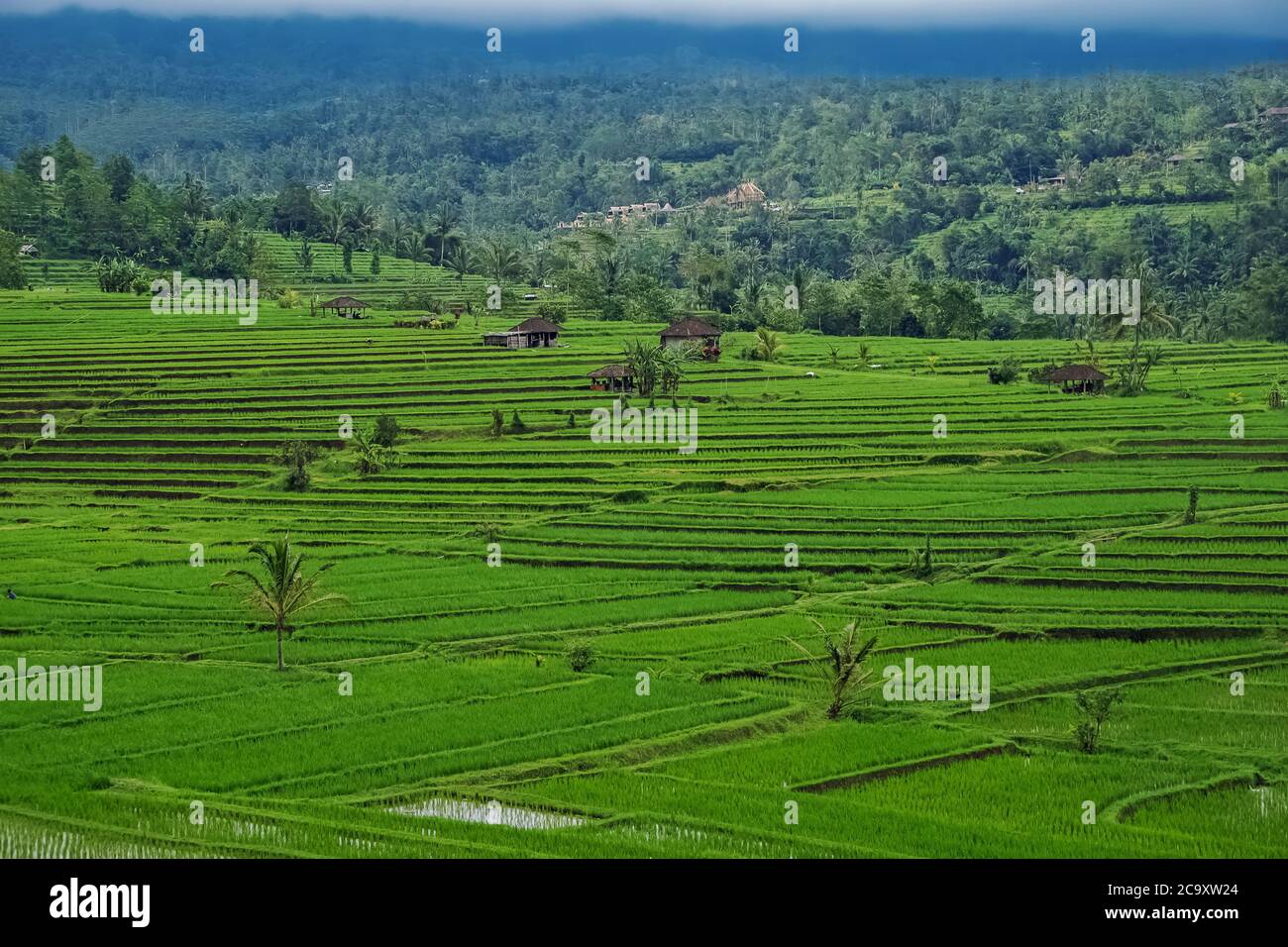 Terrazze di riso dell'isola di Bali, Jatiluwih, Indonesia Foto Stock