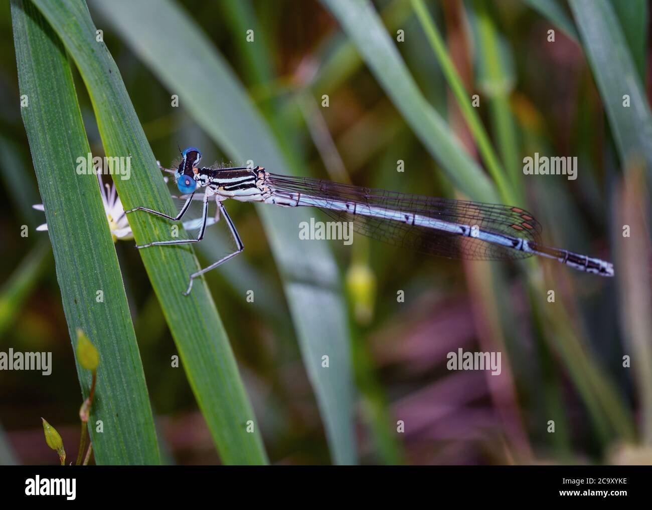 Primo piano di un maschio maturo di damselfly a zampe bianche. Conosciuto anche come damesfly blu della gamba di piuma o pennipi di Platycnemis. Messa a fuoco selettiva, sfondo sfocato Foto Stock