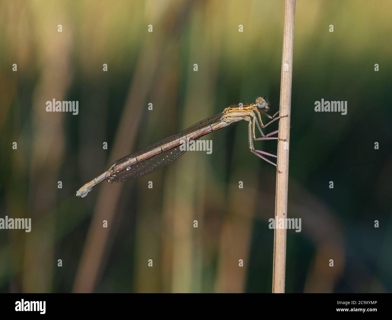 Primo piano di femmina damselfly con zampa bianca o blu. Platycnemis pennipes femmina in colorazione giallo-verde chiaro con marcature nere. Sfocato b Foto Stock