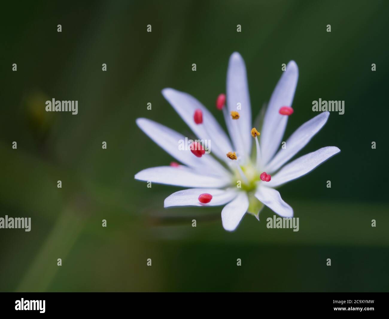 Primo piano di fiore in fiore di girasole in erba. Numerosi graziosi fiori bianchi a forma di stella, conosciuti anche come "cucitchwort" minore. Stellaria gramininea. SEL Foto Stock