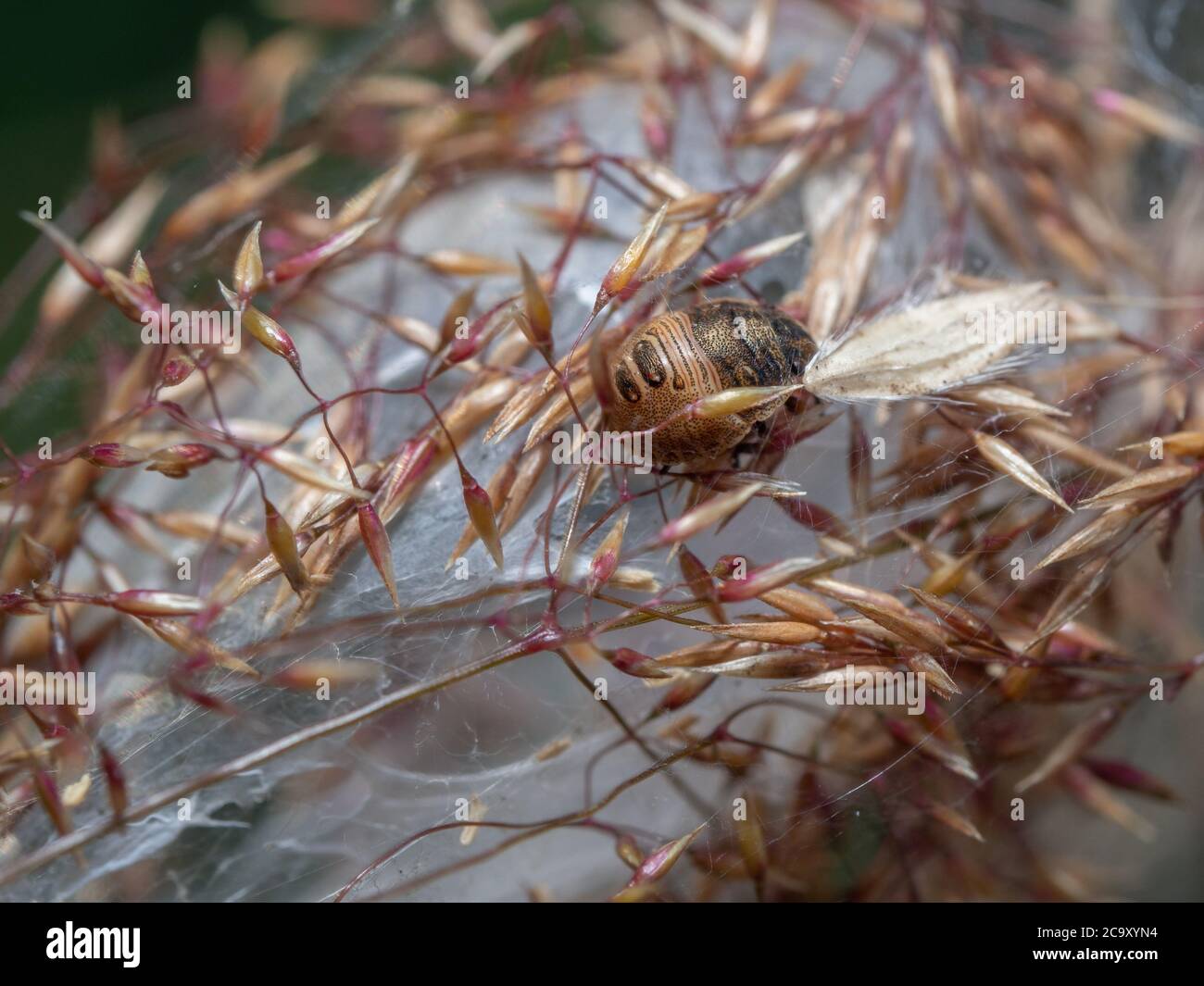 Primo piano della ninfa mid-instar di Tartaruga Bug. Ninfa di Eurygaster testudinaria nel web del ragno. Messa a fuoco selettiva, sfondo sfocato. Foto Stock