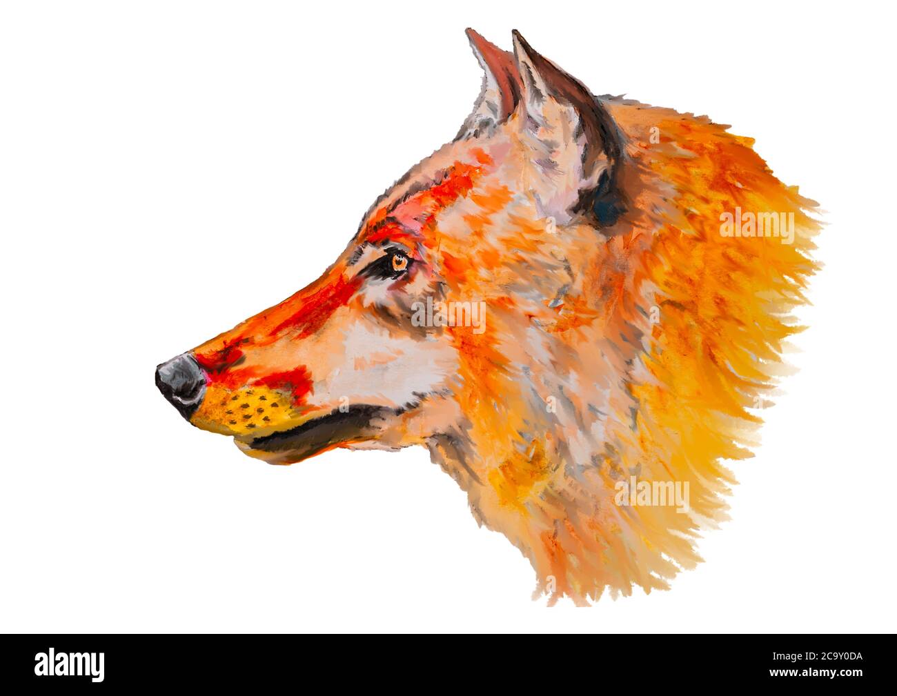 Disegno ad acquerello della testa della volpe isolato su bianco Foto Stock