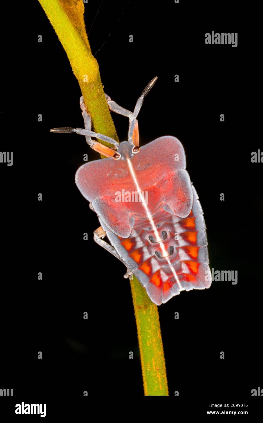 Tessaratomidae Bug on Tree, Amboli, India Foto Stock