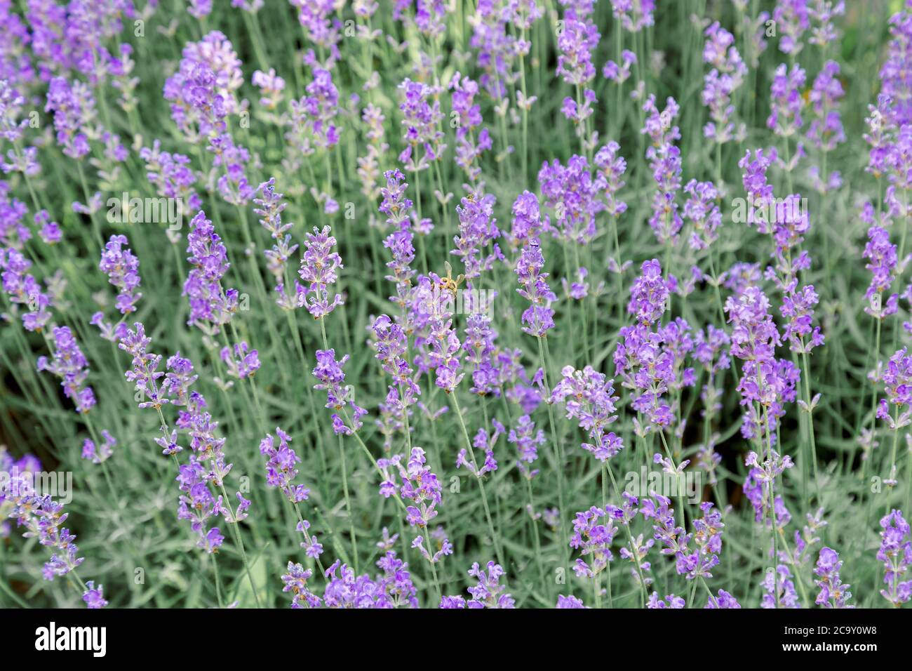 Lavanda cespugli fiore campo sfondo. Raccolta di fiori di lavanda in campi di lavanda in Provenza regione della Francia. Lavanda di fiori viola con un Foto Stock