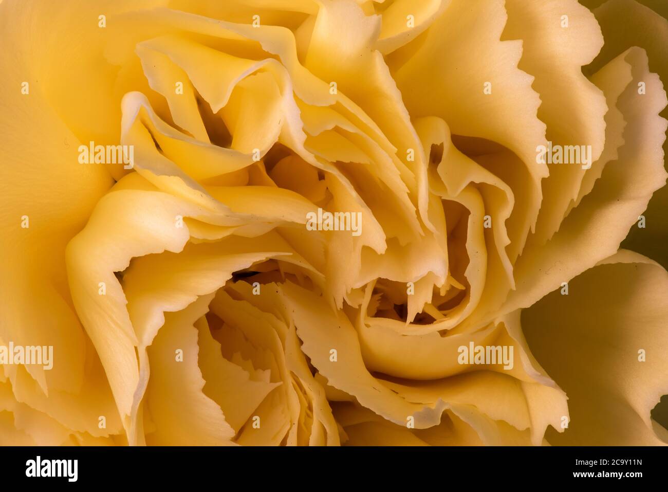 Garofano giallo - Fiore Foto Stock