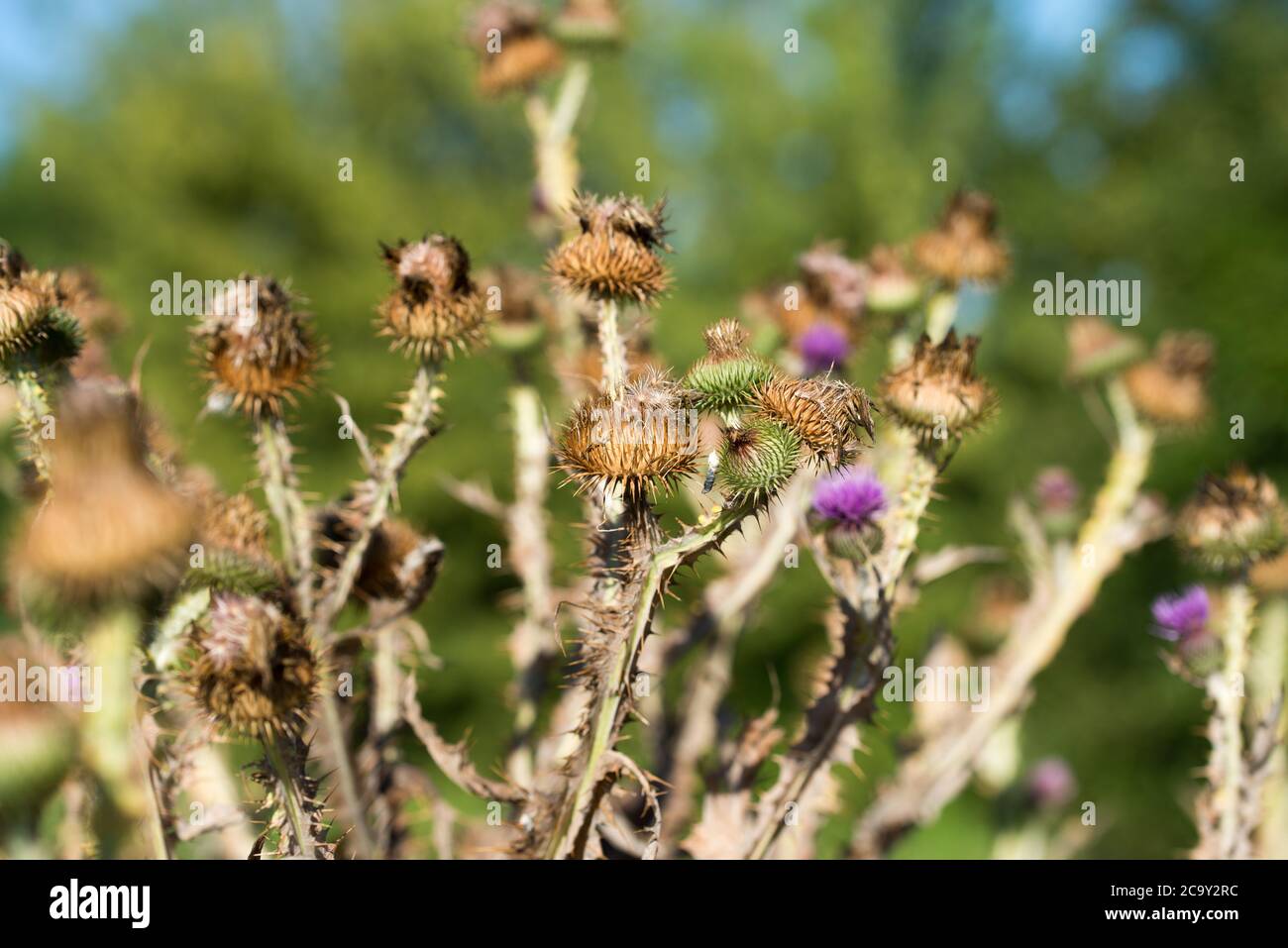 Onoportidum acanthium, fiori di tistola di cotone su sole giorno closeup fuoco selettivo Foto Stock